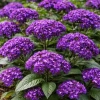 Heliotropium arborescens 'Marine' – heliotrop, kwiatostan
